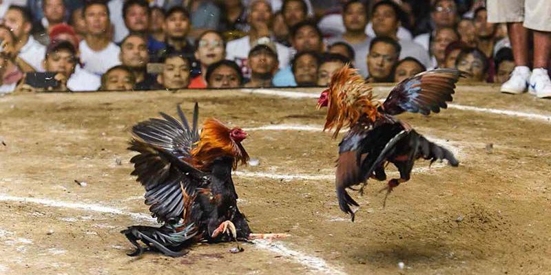 Vài nét về đá gà trực tuyến Campuchia